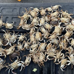 Oregon crab fisher busted for attempting to smuggle 65 Dungeness crabs