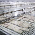 A cod processing facility in Portugal