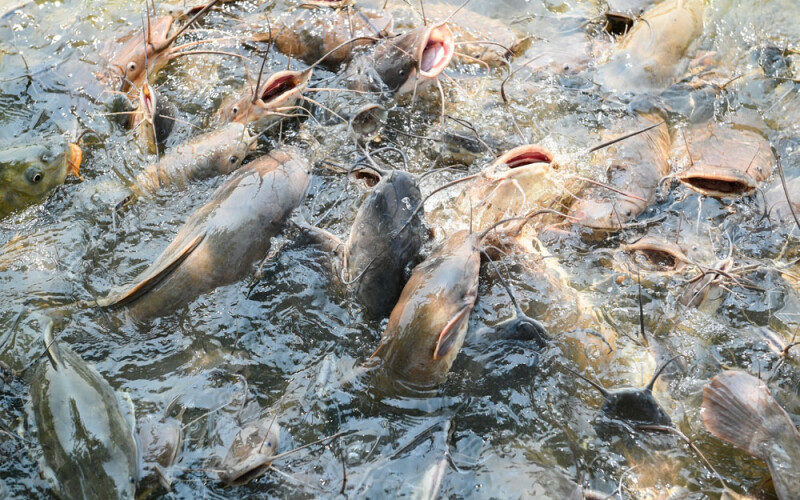 catfish