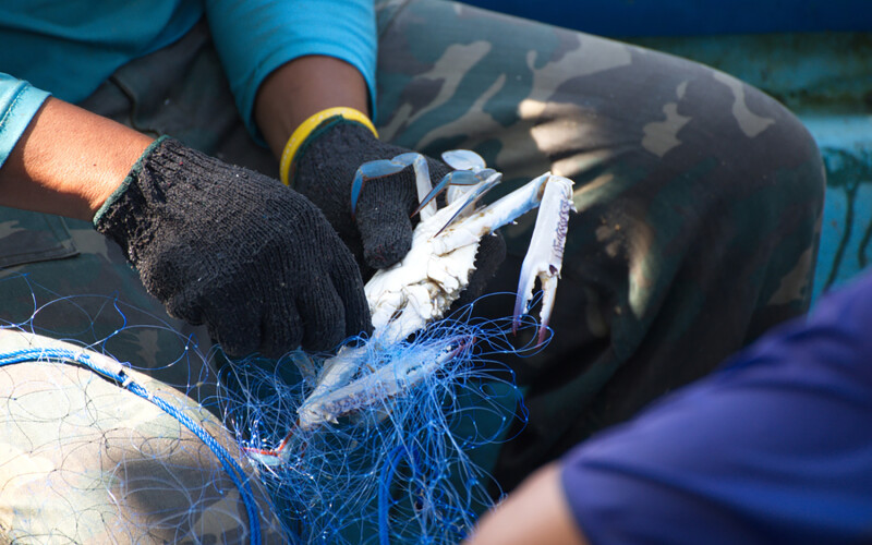 A man holding a blue swimming crab