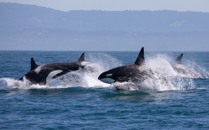 orcas