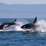 orcas