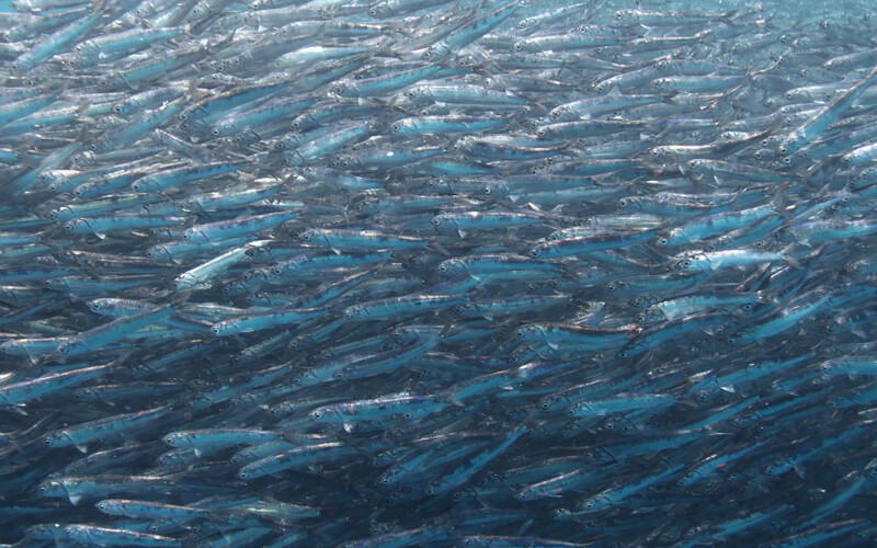 South African anchovies
