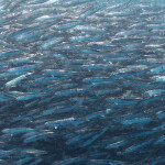 South African anchovies