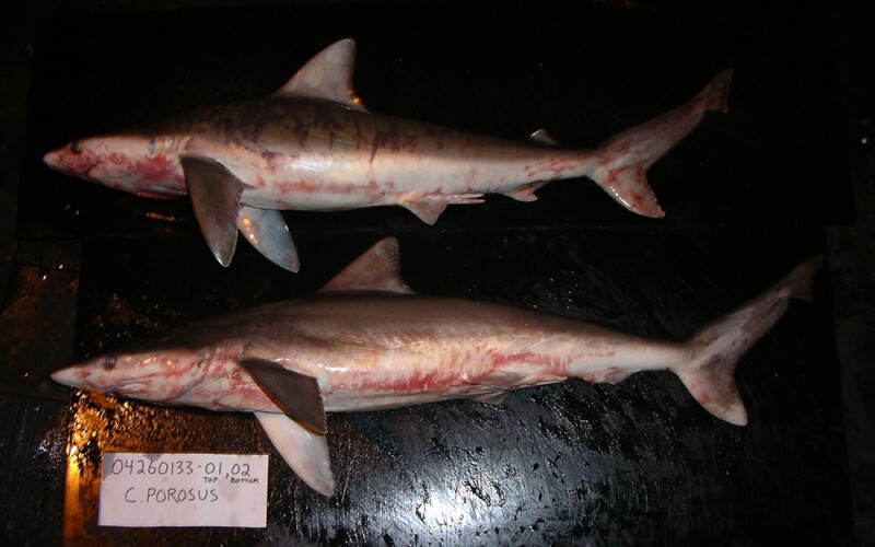 smalltail sharks