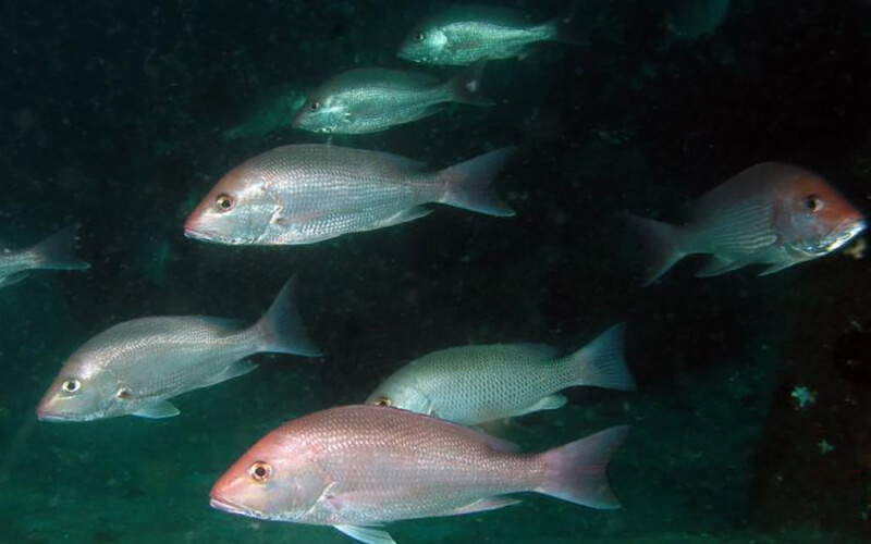 red snapper