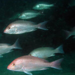 red snapper