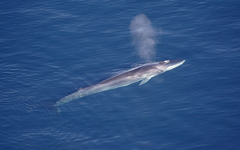 A fin whale