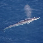 A fin whale