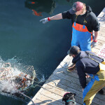Two lobstermen on a dock throwing a trap into the water