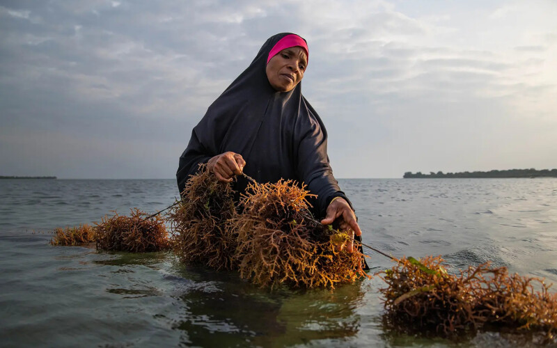 Tanzania accounts for 92 percent of Africa's total seaweed output but saw heavy declines in exports in the first quarter of this year