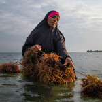 Tanzania accounts for 92 percent of Africa's total seaweed output but saw heavy declines in exports in the first quarter of this year