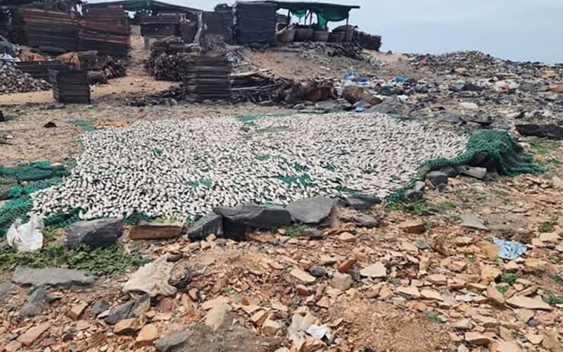 fish in Tema Newtown