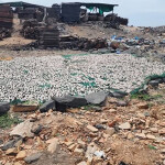fish in Tema Newtown