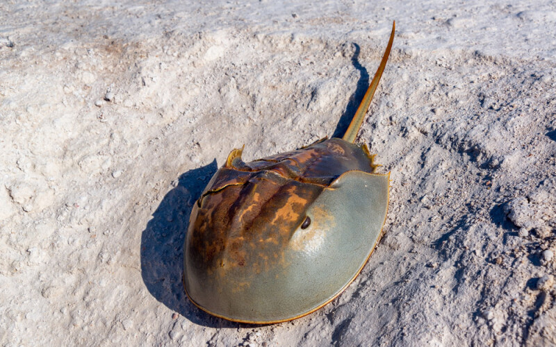 a horseshoe crab