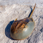 a horseshoe crab