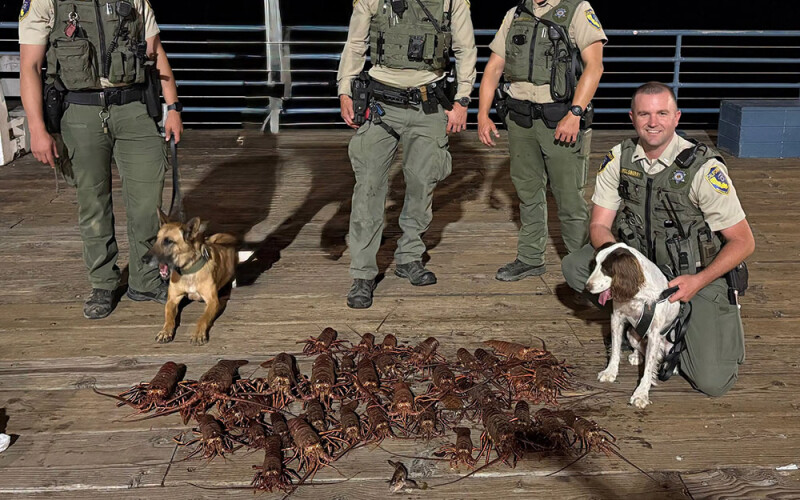 lobster-hunting law enforcement dogs