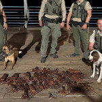 lobster-hunting law enforcement dogs