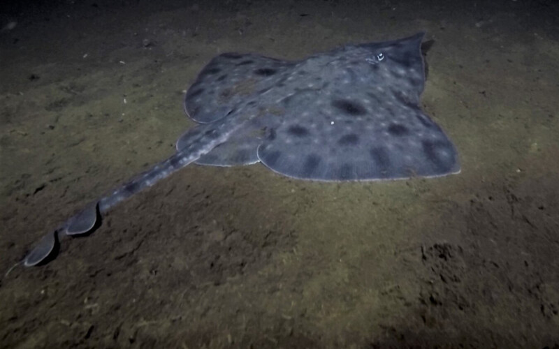 A wild Maugean skate