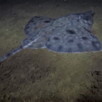 A wild Maugean skate