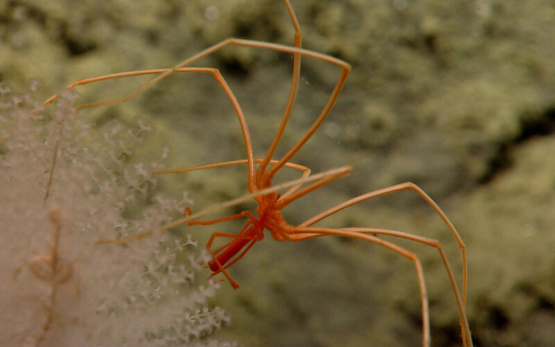 a sea spider