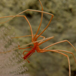 a sea spider