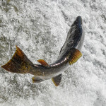 a salmon
