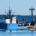 A salmon tender vessel