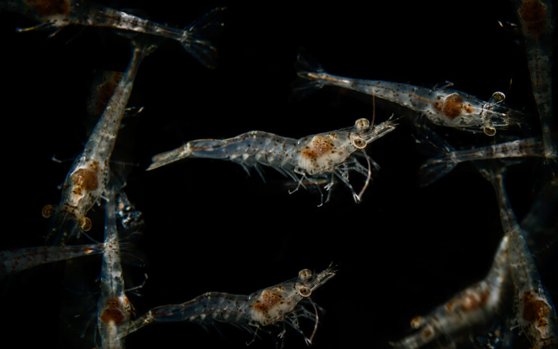 Vannamei post-larvae