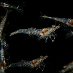 Vannamei post-larvae
