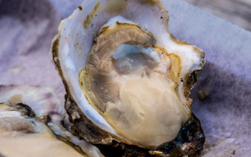 an oyster