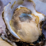 an oyster
