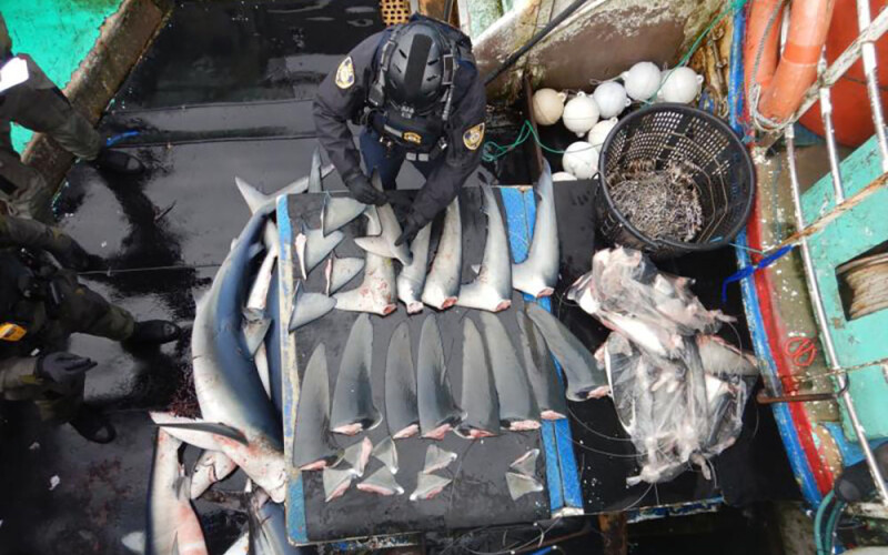 shark fins