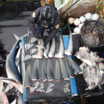 shark fins