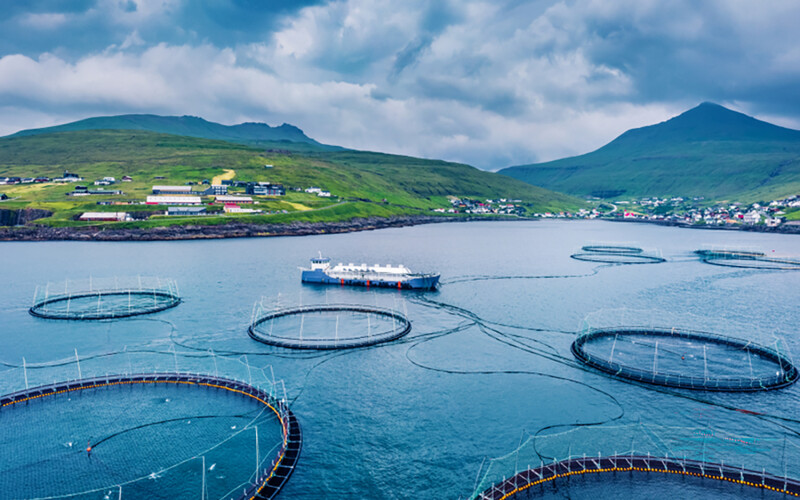 A Faroese trout farm