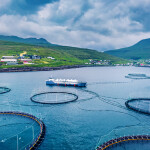 A Faroese trout farm