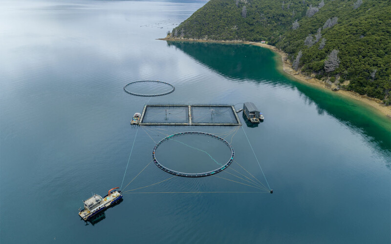 An aerial view of one of New Zealand King Salmon's salmon farms