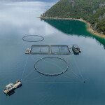 An aerial view of one of New Zealand King Salmon's salmon farms