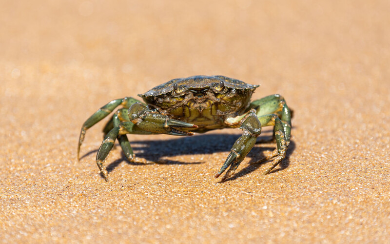 European green crab