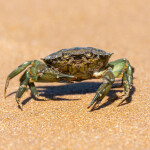 European green crab