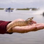A person holding a shrimp in their hand with a shrimp pond in the background