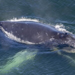 Entangled whale off the coast of Oregon