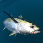 A yellowfin tuna