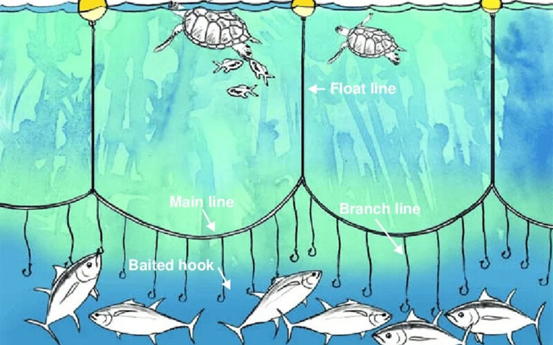 A diagram showing how longline fishing works