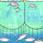 A diagram showing how longline fishing works