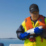 A Mowi salmon farmer holding a farmed salmon