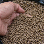 A person putting their hand into some aquafeed