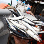 A bowl filled with anchovies