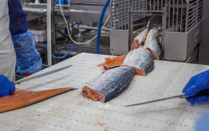 A pair of workers processing salmon
