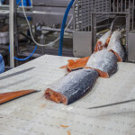 A pair of workers processing salmon